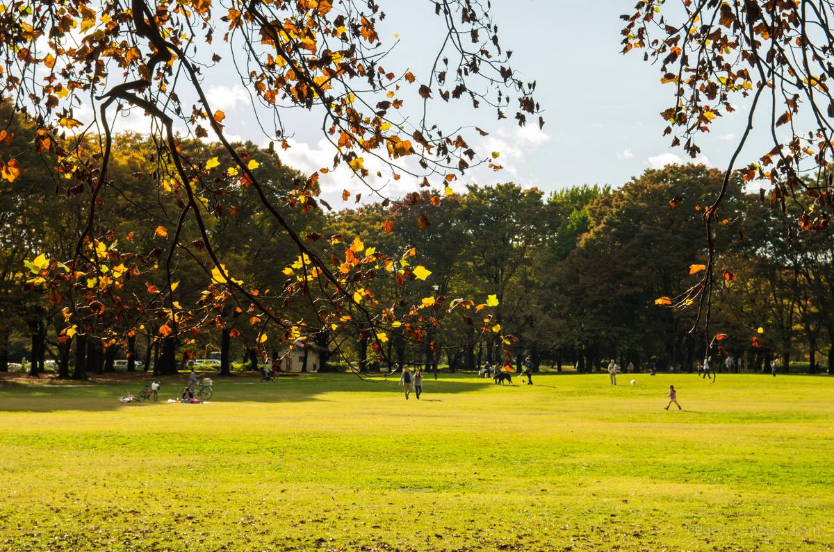 Autumn Koganei Park