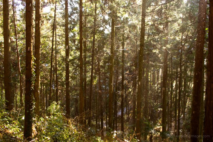 Mt. Hinodeyama 日の出山