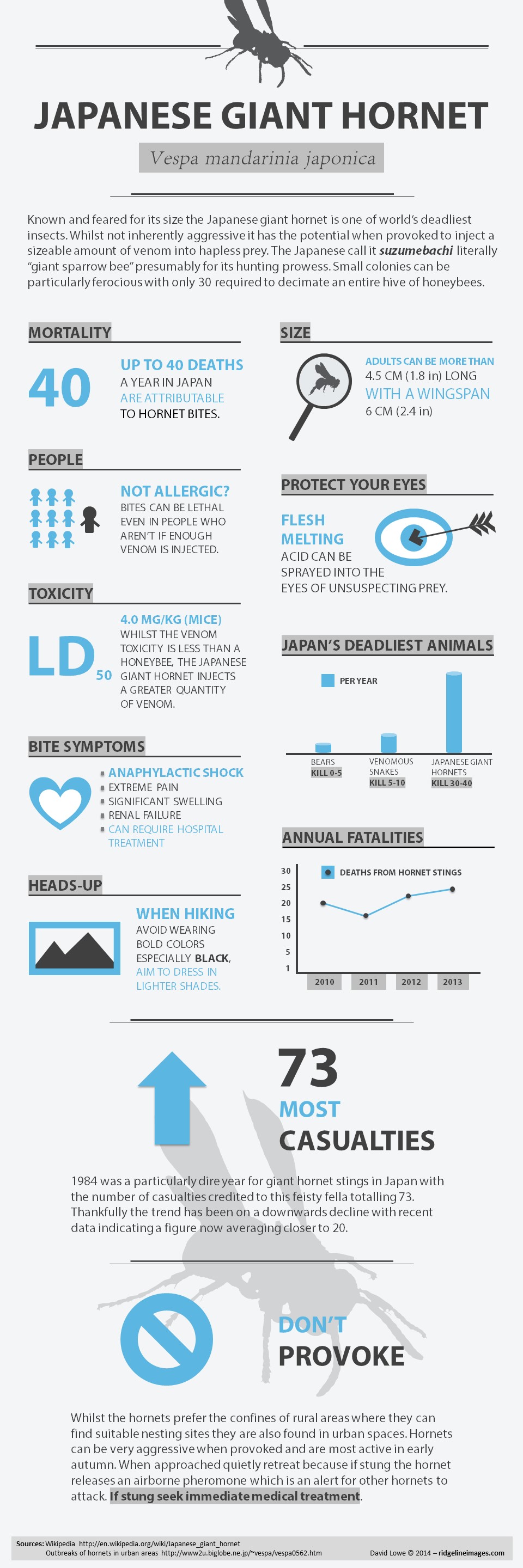Japanese-giant-hornet-explained-infographic