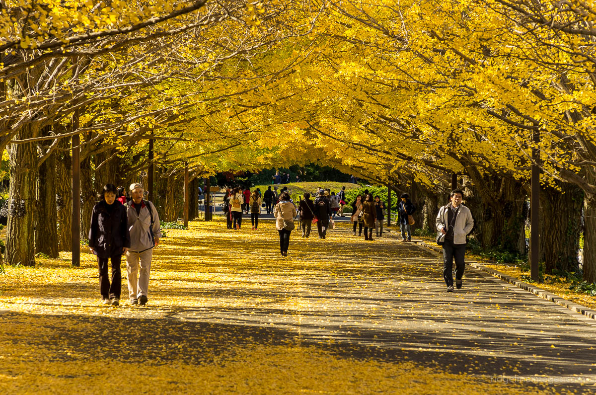 Tachikawa Park  The Official Tokyo Travel Guide, GO TOKYO