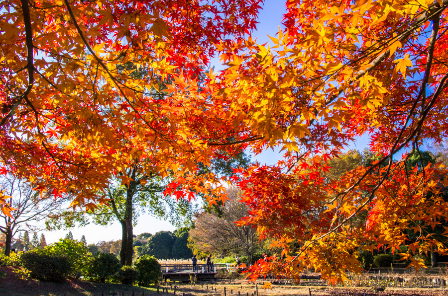 Showa Memorial Park Tachikawa