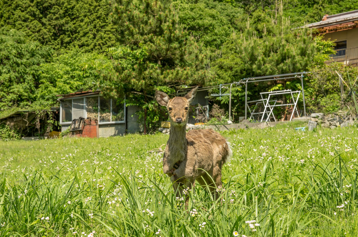 10 Unusual Sights Hiking Around Tokyo - RIDGELINEIMAGES.com