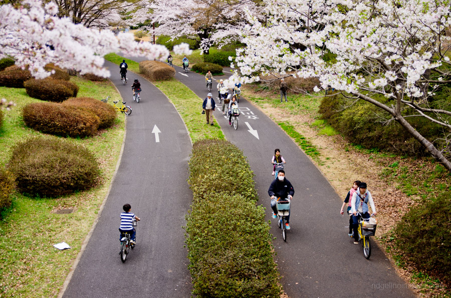 Showa Memorial Park