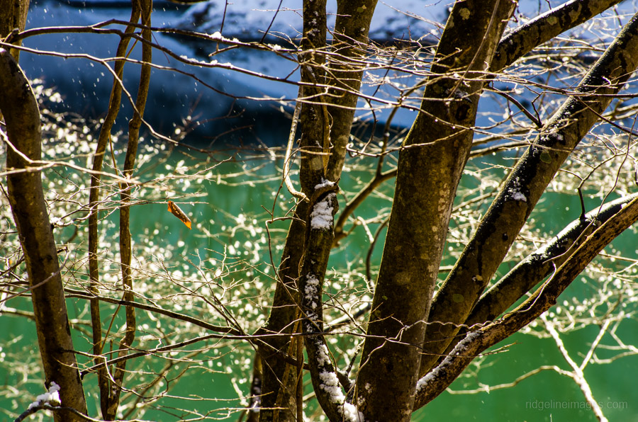 A view through the blustery trees