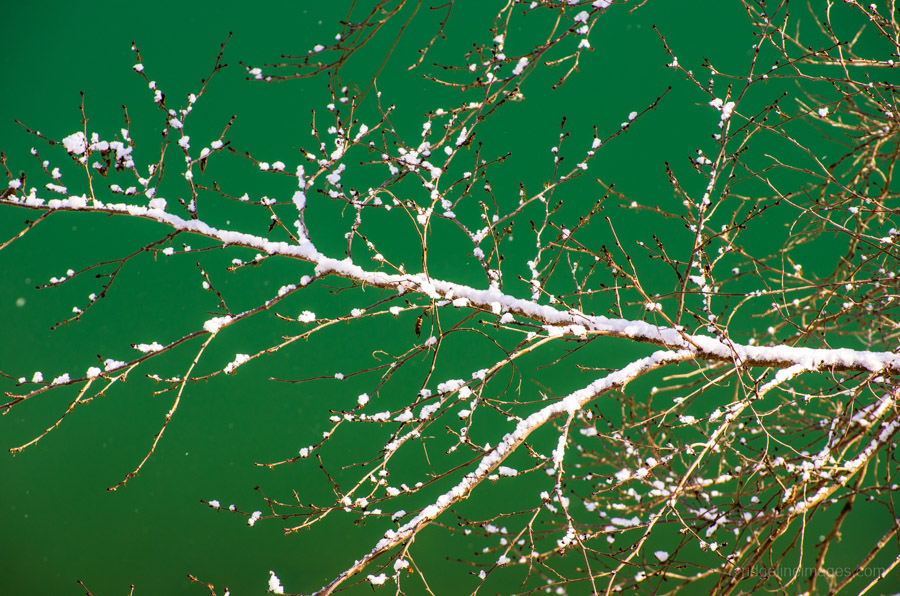 Overhanging snow leaden branch