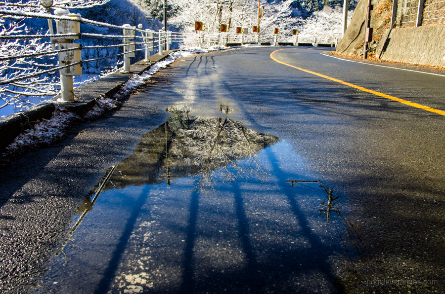 Reflection of a tree