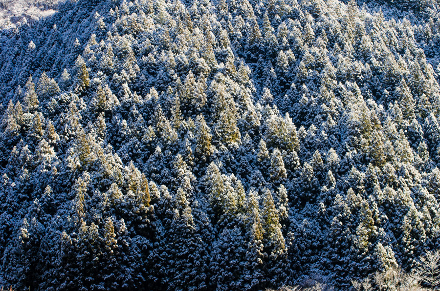 Snow-capped Japanese conifers