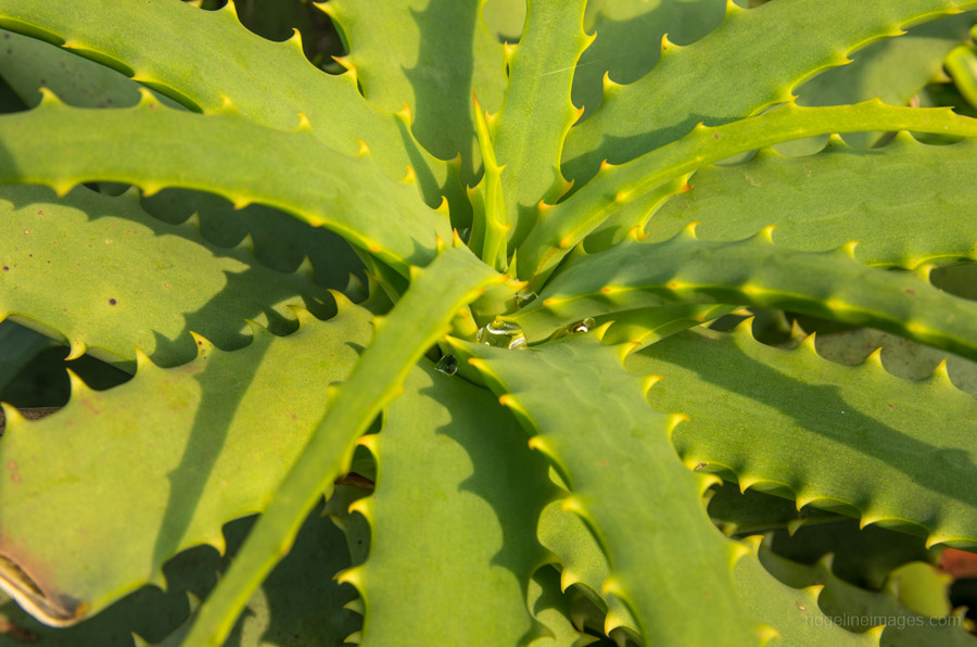 Aloe vera plants