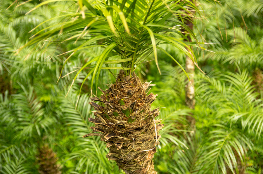 Phoenix roebelenii palm