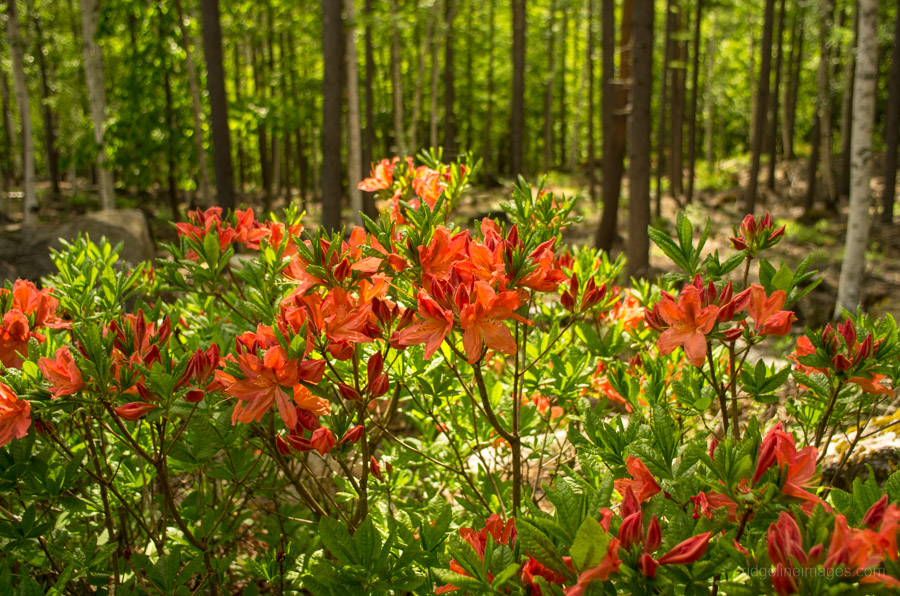 Tsutsuji azaleas near the Kimpu Villa