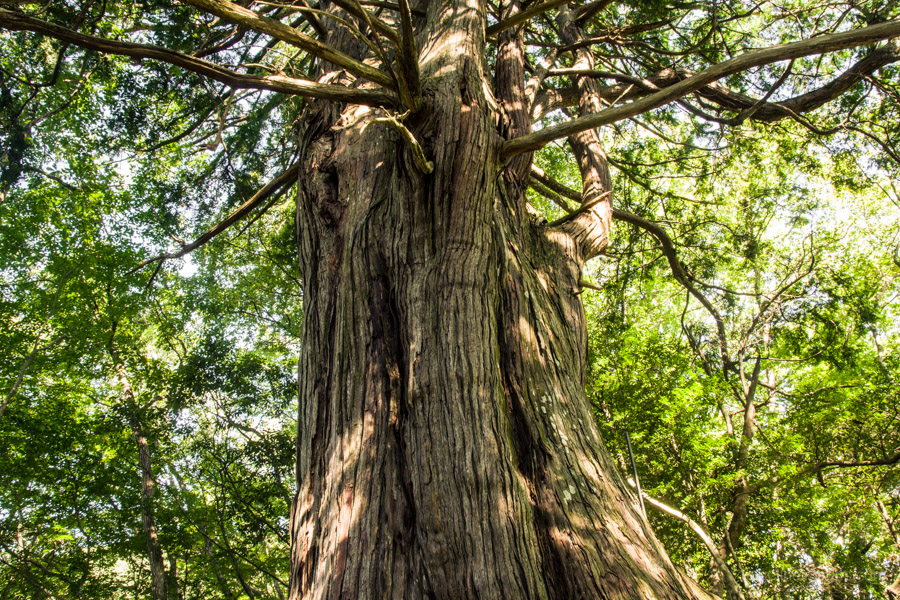 close-up-of-the-tree-trunk