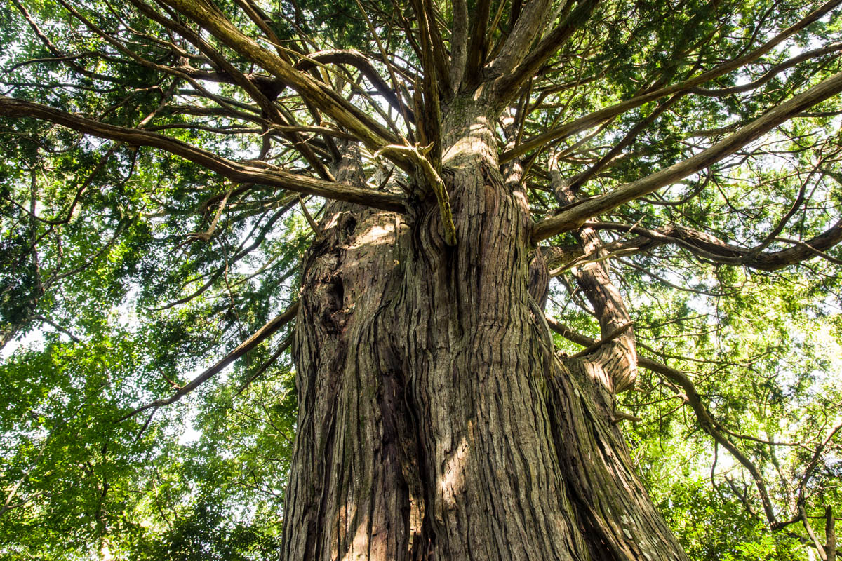 The Kurasawa Japanese Cypress