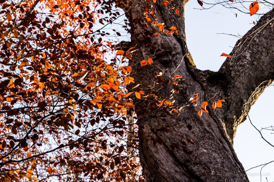 autumn-colours-early-in-the-morning