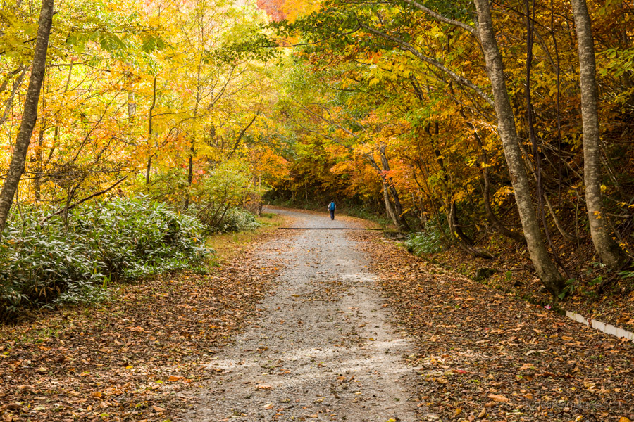 picturesque-forestry-road