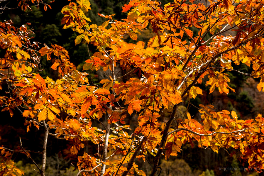 reddish-orange-autumn-leaves