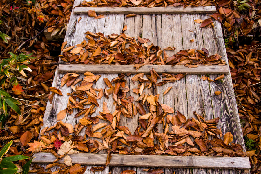 rust-coloured-leaves-on-boardwalk