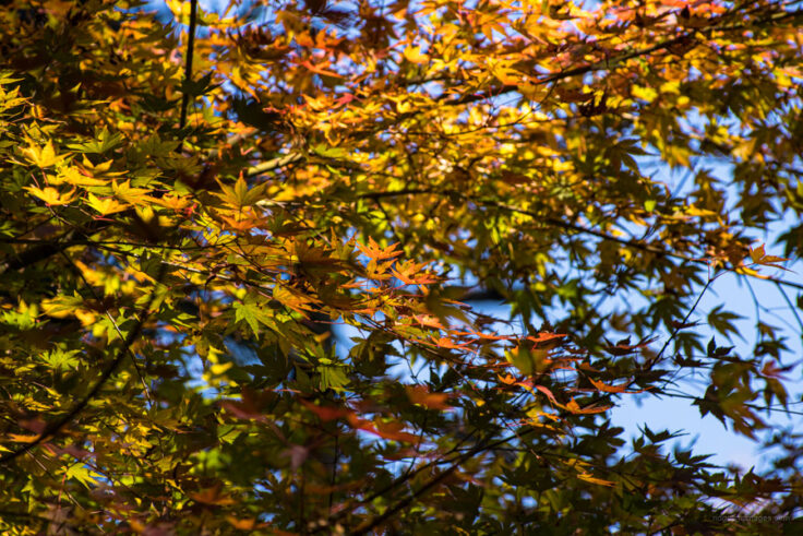 Autumn Colours in Tokyo's Hinohara Village - RIDGELINEIMAGES.com