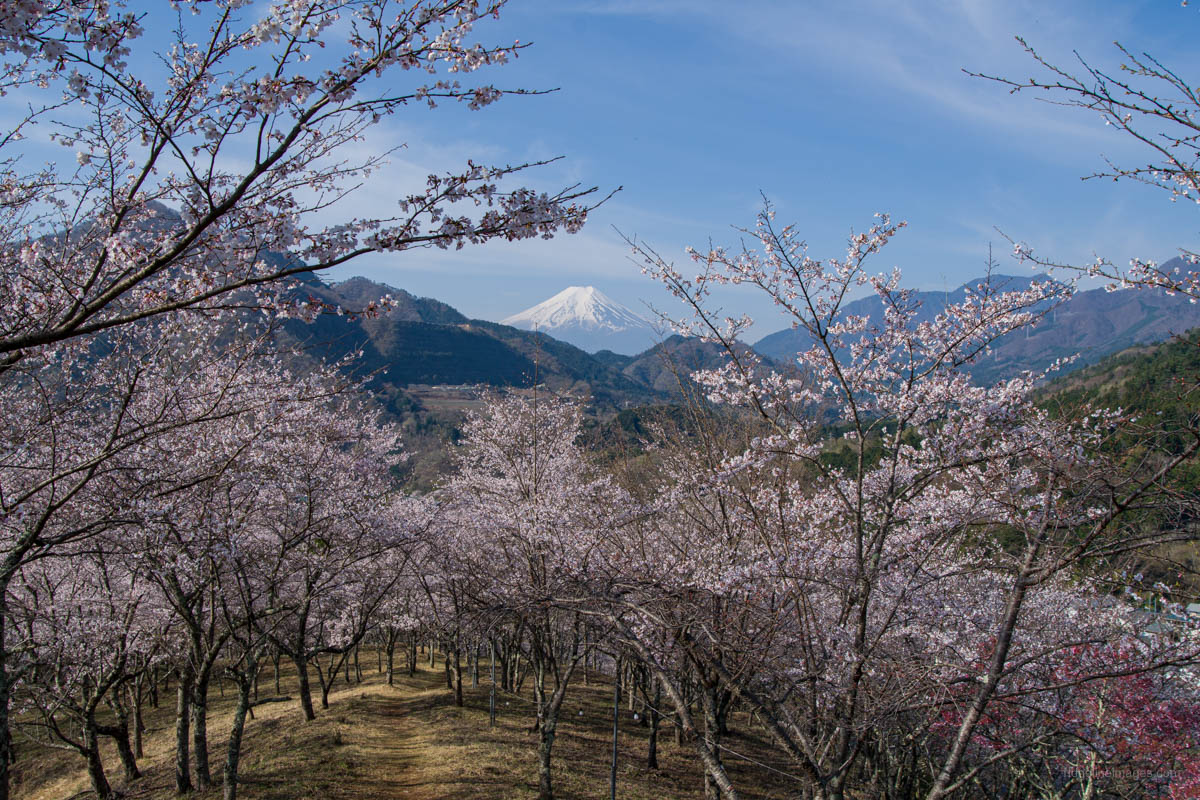 Mt. Oiseyama お伊勢山 - RIDGELINEIMAGES.com